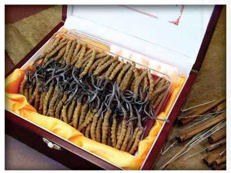 昆明冬虫夏草回收